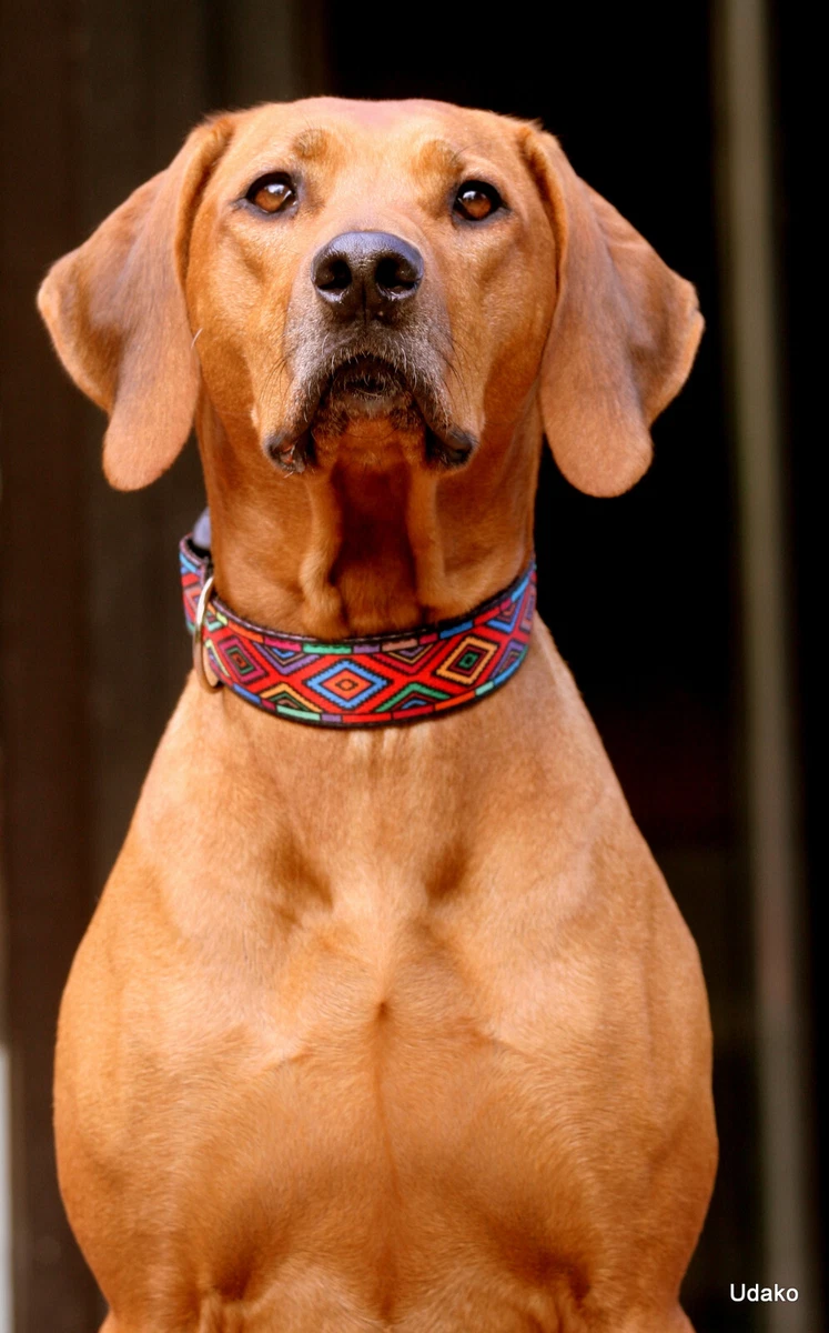 Rhodesian Ridgeback Halsband in Hundehalsbnder online kaufen | eBay.de
