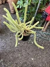 8" Monkey Tail Cactus | Hildewintera Hanging Pot Long Strong
