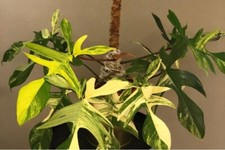 Philodendron Florida Beauty Variegated Aroid Full Plant In 6 Cm Pot