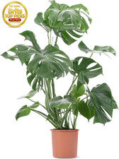 Extra Large Monstera Deliciosa Swiss Cheese Indoor House Plant
