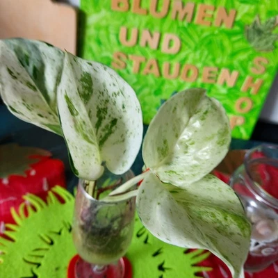 Paschierte Efeutute 'Happy Leaf' Epipremnum pinnatum Nr. 1 - Bild 1 von 4