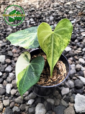Anthurium Sweet Love Variegated Mature Real Picture