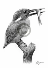 KINGFISHER pencil drawing art print A3 / A4 sizes signed by artist bird