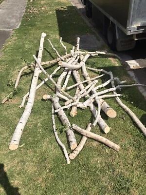 Silver Birch Logs Other Home Decor Gumtree Australia Monash