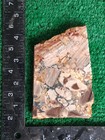 Rough Slab Dead Camel Jasper 140g. 5/16" Thick Lapidary Cabbing #BB-1 — photo 2