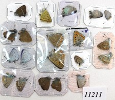 Lycaenidae mix 20 male fem/11211/  Zmyiv reg,Kharkiv Ukraine
