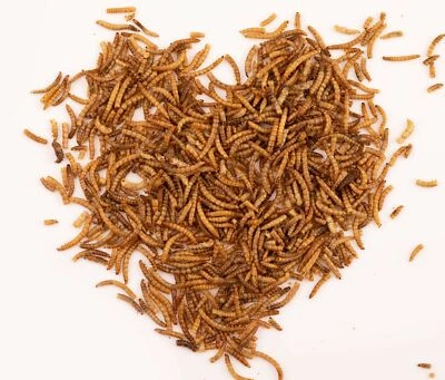 TIER HELDEN Getrocknete Mehlwürmer 30 Liter Snack für Vögel, Fische, Reptilie