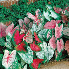 Caladium Bulbs, Fancy Mix, Pack of 10 Ten , Easy to Grow, Colorful Mix, Perenni