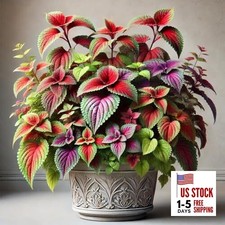 Seeds Coleus Exotic Mix/Perennial Flowers