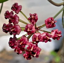 Hoya Lucardenasiana RARE! Well Rooted In 3.5" pot - Very Healthy - Houseplants