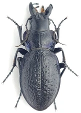 Coleoptera Carabidae Carabus (Cratocephalus) cicatricosus Kazakhstan