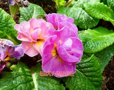 FOTO FRÜHLINGSFARBE LILA GELB POLYANTHUS PRIMULA BOKEH PINK