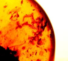 Liverwort Sprig with Leaf in Burmite Amber Fossil Gemstone from Dinosaur Age