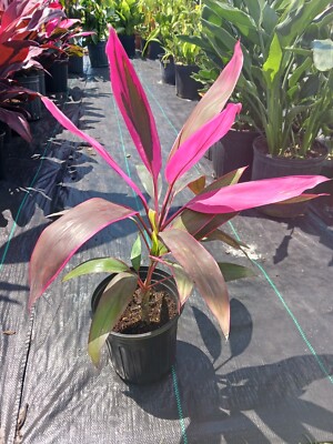 plant pot nebl Napa Pot main image 1