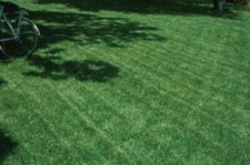 Turf Type Tall Fescue Seed, 5 lb. Pack , Lawn Grass Seed, Professional Blend