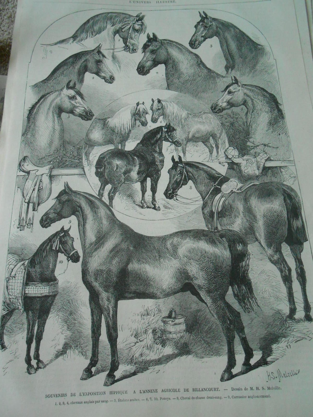 Gravure Ancienne Originale De 1882 - Étalon Pur Sang Anglais - Cheval équitation