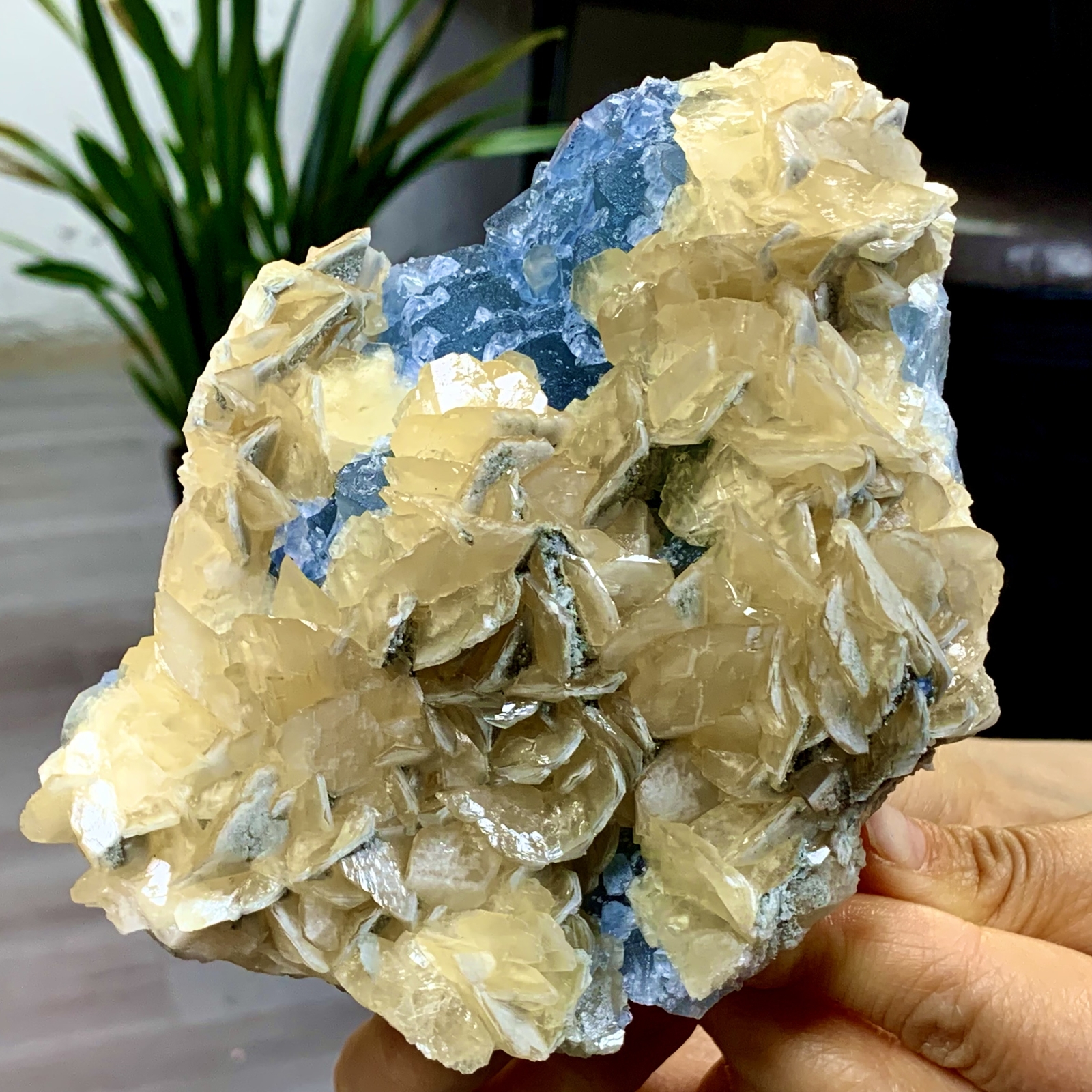 2.1LB Rare Blue Cubic Fluorite with Yellow Calcite Crystal Specimen from China