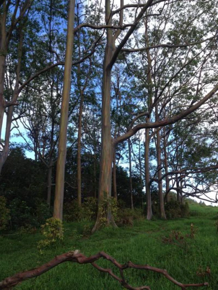 Semillas de árbol de eucalipto arco iris 1-1000 piezas goma indonesia Mindanao Sarassa 0128 Foto 4 de 4