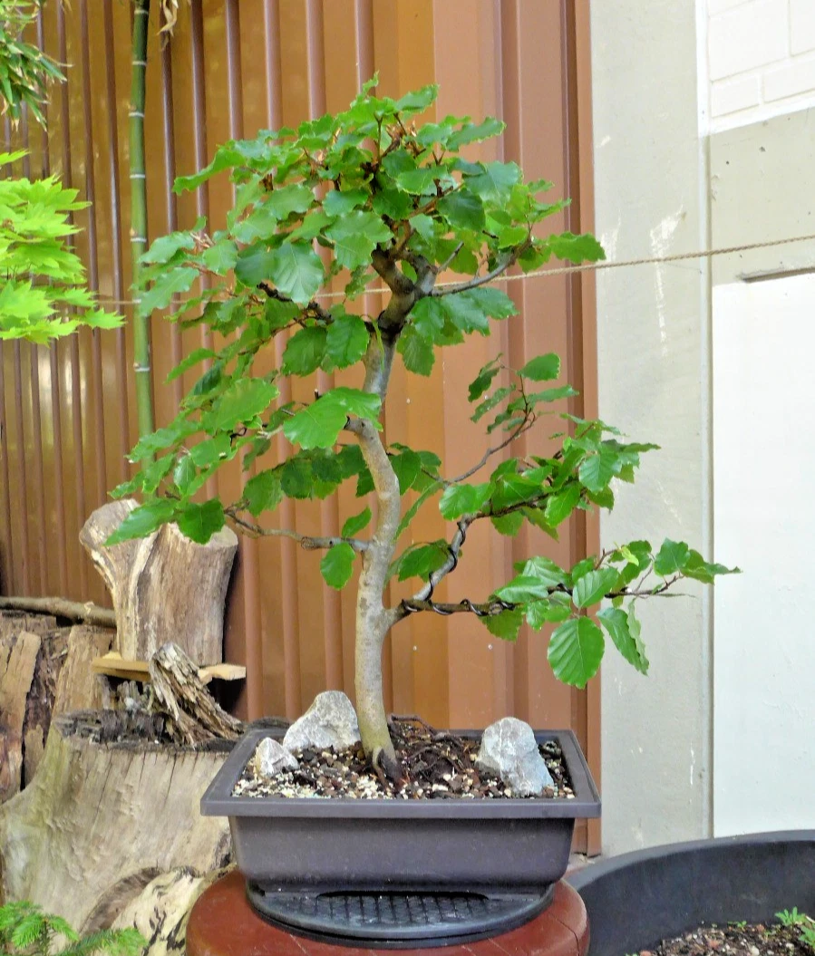 Bonsai Birke online kaufen | eBay.de