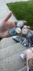 Vintage Men Mechanicals Watches For Repair
