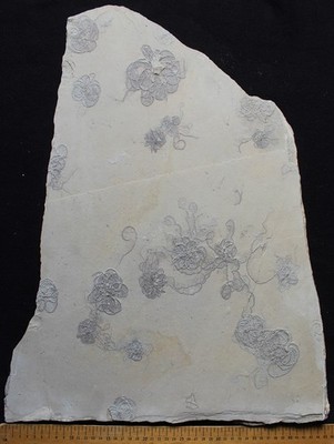 Antedon pinnulata - 17 Floating Crinoids Zero Repairs Cretaceous Fossils Lebanon