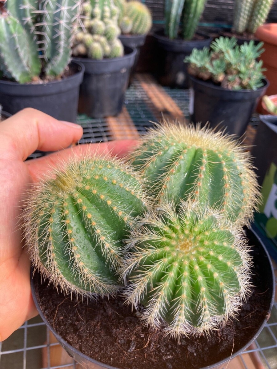 little cactus Assorted Cacti - Mini Spikey Cactus Plants main image 0