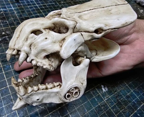 Leatherback Skull (Kaiju)