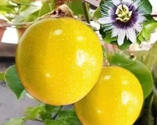 15+ Golden Passion Fruit Seeds Sweet Granadilla Yellow Passion Fruit Seeds USA
