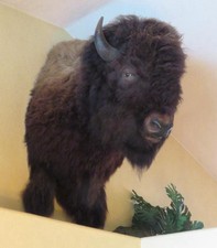 FHPROX2 - Monster Buffalo Bison Taxidermy Shoulder mount Free Shipping
