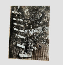 Last Call! Rick Lieder "Boy in a Tree" vintage signed fine art photography 1982 | eBay US (Buy It Now)