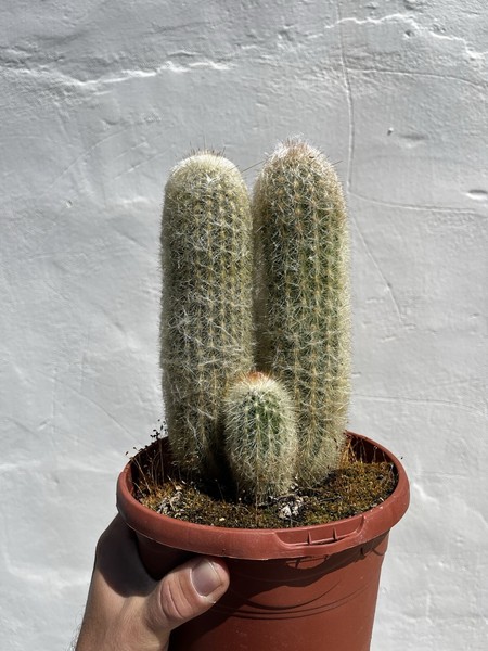 Cactus Espostoa Lanata M17