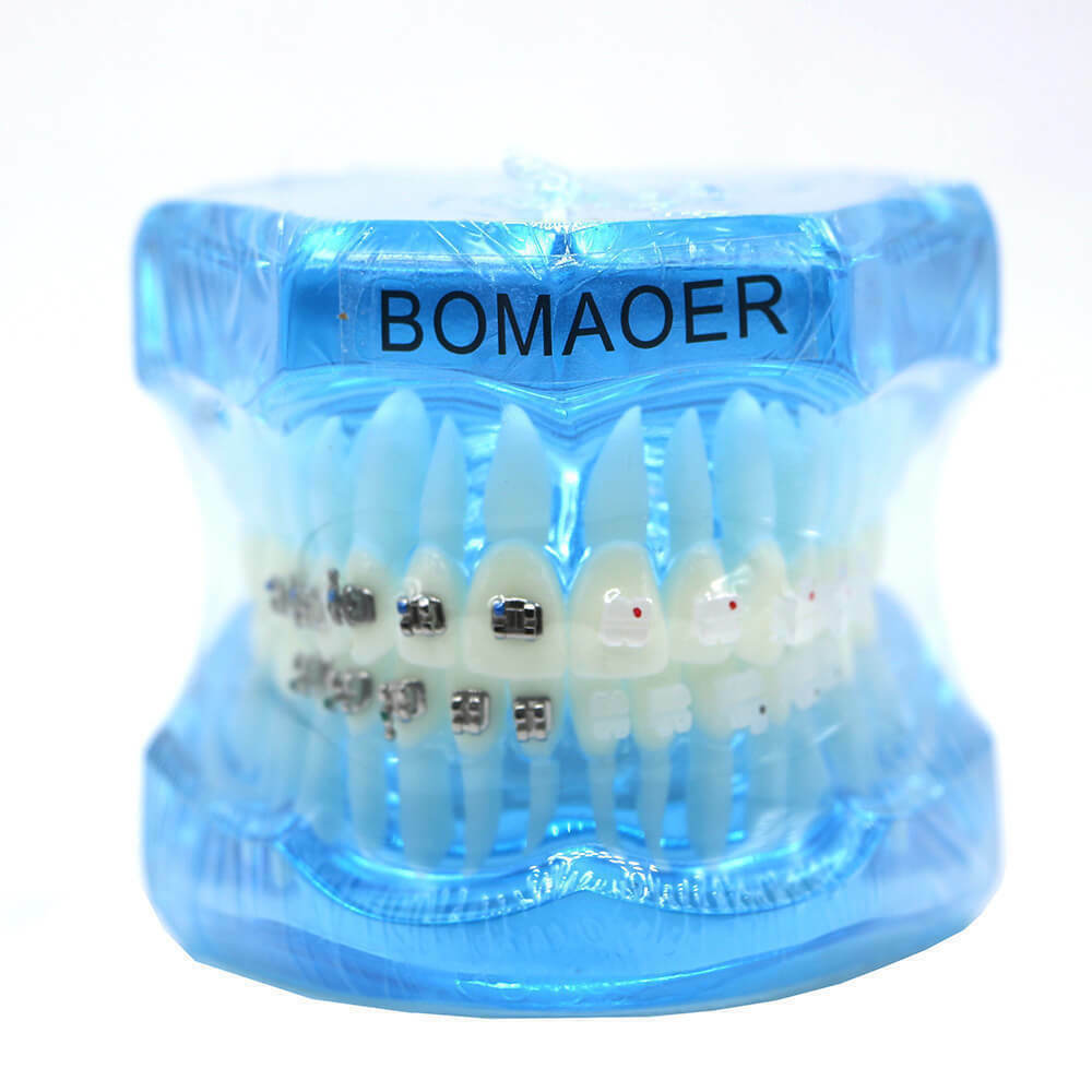 Dental orthodontic teach study teeth model mental and ceramic bracket contrust