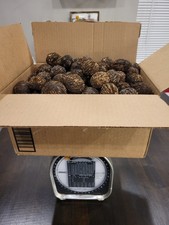 10 libras ~ NUECES NEGRAS ~ 2025 ~ CON CÁSCARA ~ ORGÁNICO ~ SIN TRANSGÉNICOS ~ COMIDA PARA ARDILLAS ~ 2025 ~ ¡YUM! YUM!