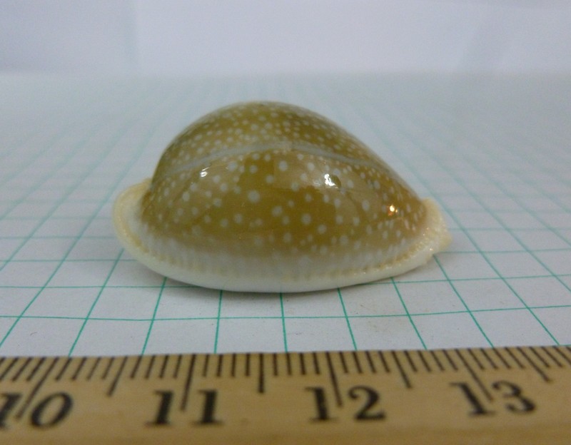 Pretty Cypraea miliaris, F++ 40mm
