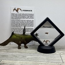 Pterosaur Extinct Dinosaur Tooth Fossil in Great Display Case with Toy