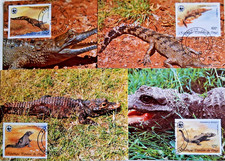 Crocodiles - Compl. Lot of Congo on Maximum Cards, 1952,