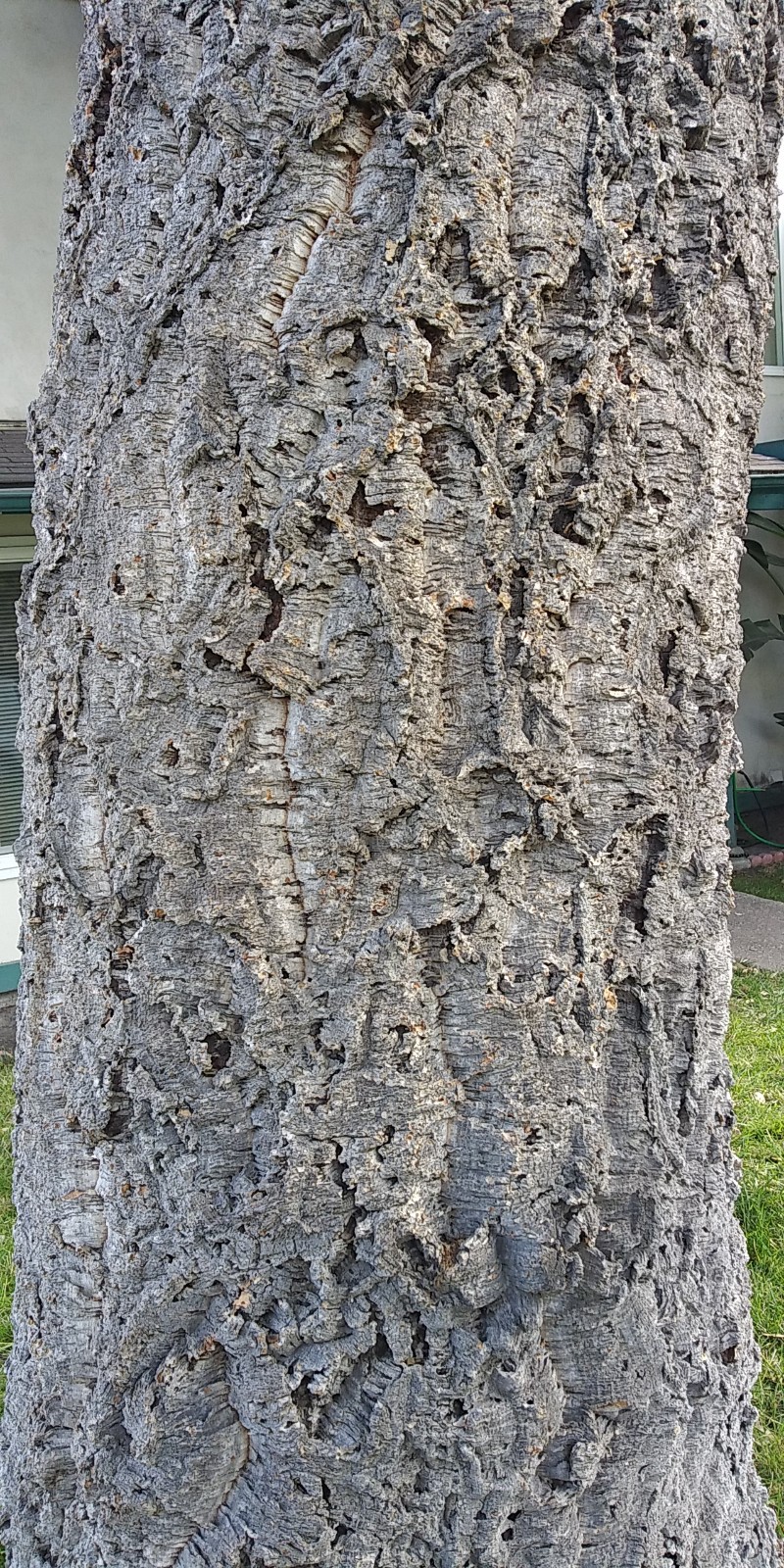 Acorns, Cork Oak, 100ct Fresh, Standard Pick - Fall 2025 - Good for Growing