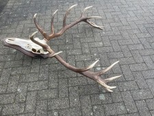 Hirschgeweih UNGARN 6,4 kg