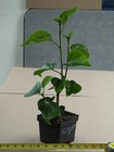 TWILIGHT (HVH- ) Tropical Hibiscus -- Plant in 4.5" pot — photo 2