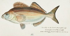 14558.Decor Poster.Room interior design.Marine life vintage drawing.Fish