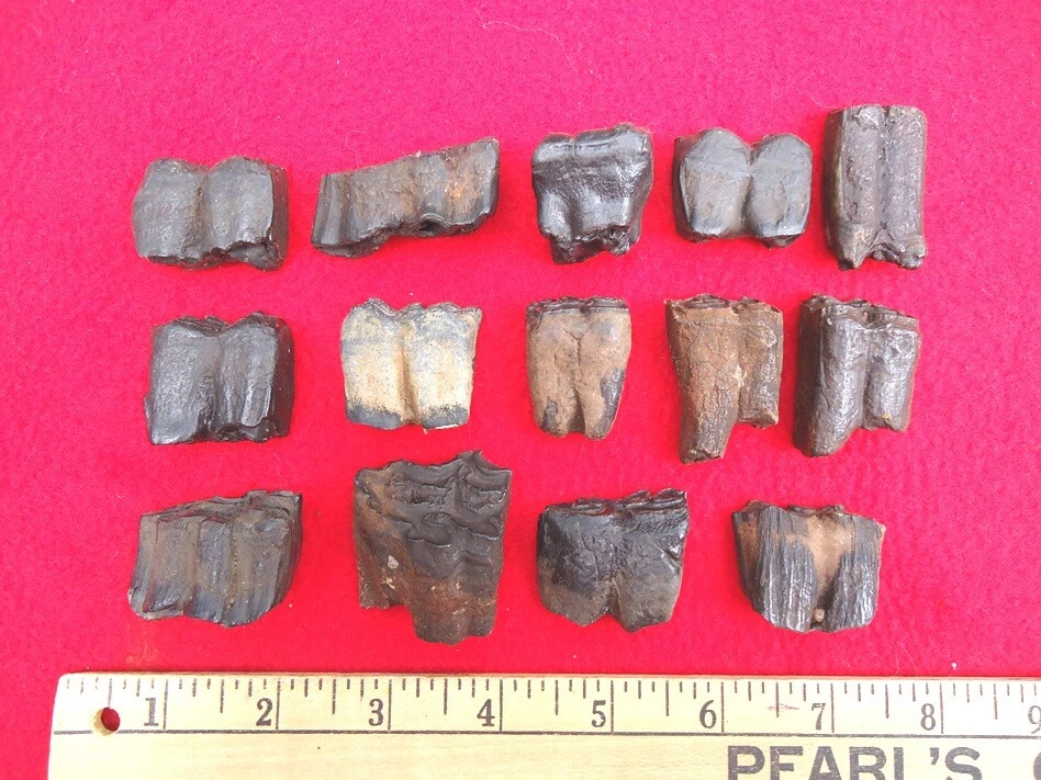 BULK PRICE HORSE TEETH FLORIDA FOSSILS FOSSIL TOOTH JAW BONES