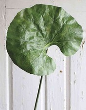 artplants Dekoblatt Seerose ZEREENA, grün, 90cm