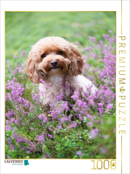 Calvendo Puzzle Maltipoo In The Blooming Heath | 1000 Pieces, Finished Size 25.2-image