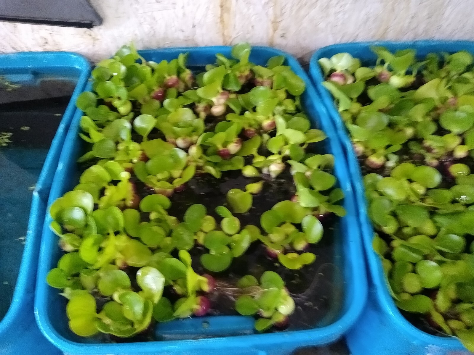 SALE "50" HELEN'S WATER HYACINTH,KOI,POND,PLANT,ORGANIC,GROWN