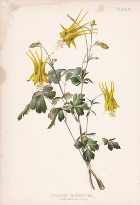 Akelei columbine Aquilegia flower Blume Botanik botany Pflanze Lithographie
