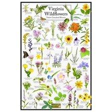 Virginia Wildflowers - Native Grassland Blooms Poster | Educational Flower Chart