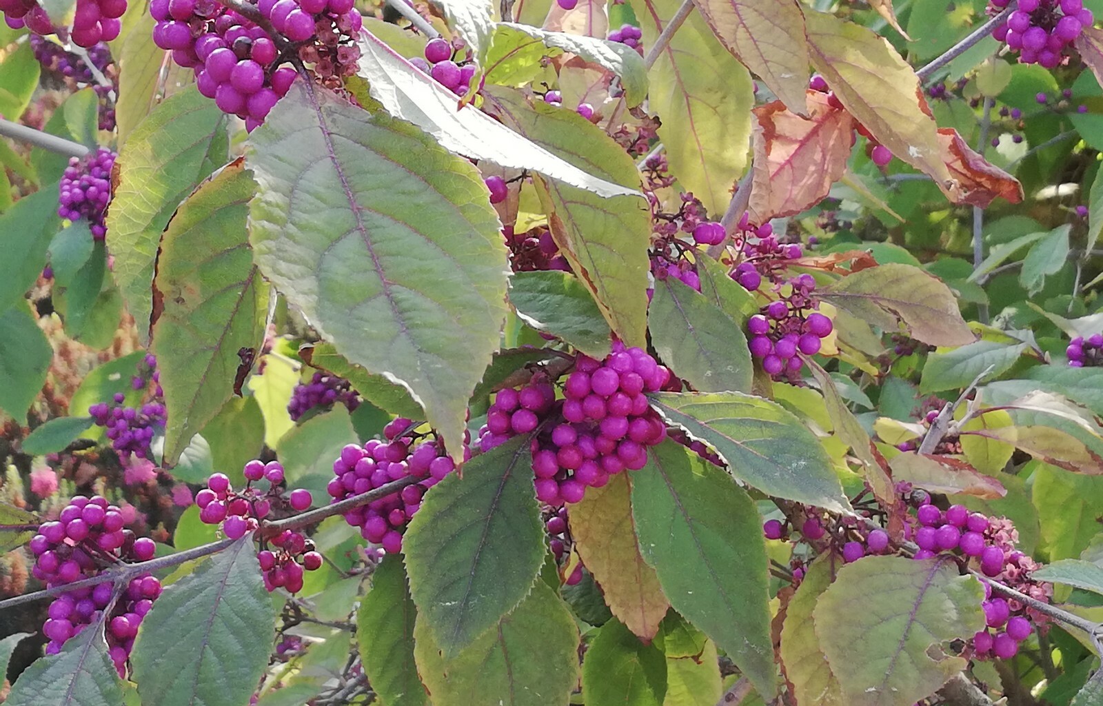 SAMEN Der LIEBESPERLEN ein Augenschmaus sind die lila Perlen.