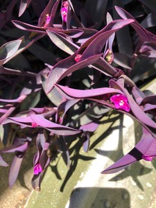 tradescantia-pallida-PURPLE-HEART-PLANT-wandering-jew-50-pieces-hardy