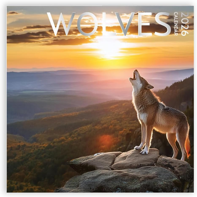 #ad Wolf Calendar 2026 Large 12 X 12 Inch Wolf Wall Calendar Gift for Wolf Lovers $15.85