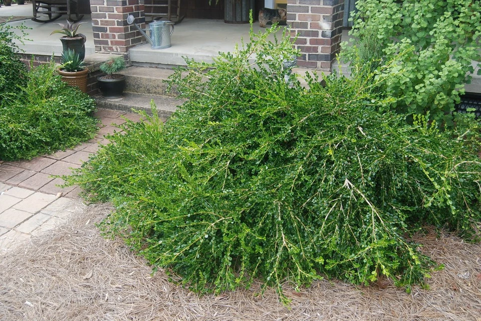 Unraveled Weeping Boxwood ( Buxus ) - Live Plant - ( 1 QT ) - Image 3 of 4